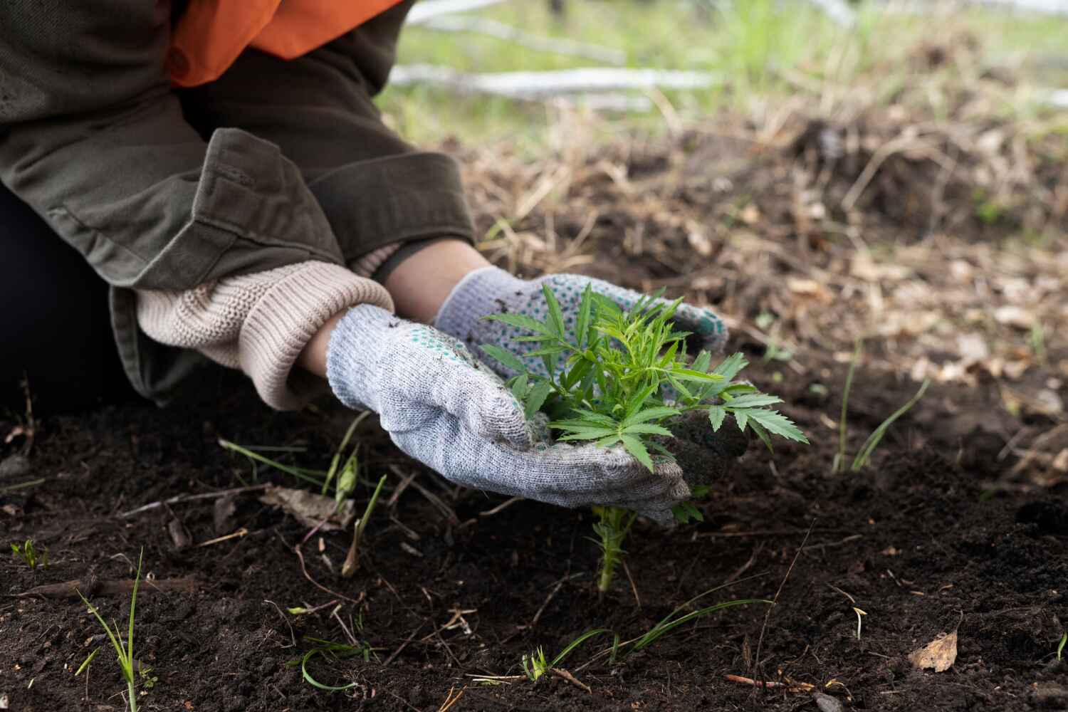 The Steps Involved in Our Tree Care Process in Rockford, MN